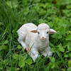 Cute Sheep Miniatures Resin Craft